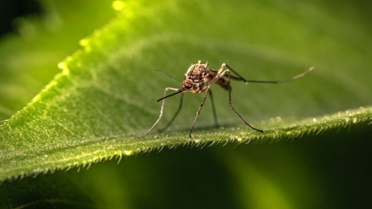 West Nile, terzo caso a Imola, 91enne ricoverato in geriatria