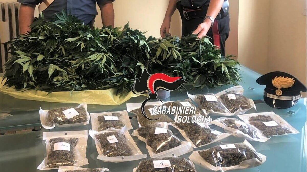 Laboratorio della cannabis in casa, arrestato 32enne di Sesto Imolese