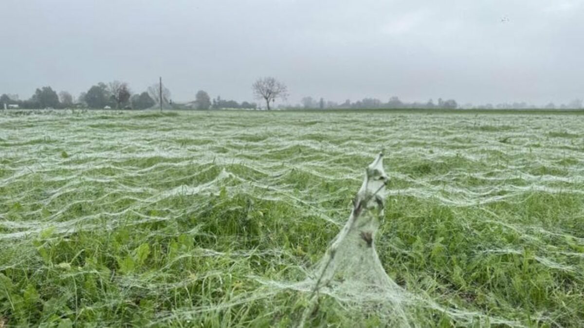 L’esodo dei ragni dall’alluvione: è il fenomeno del “ballooning”