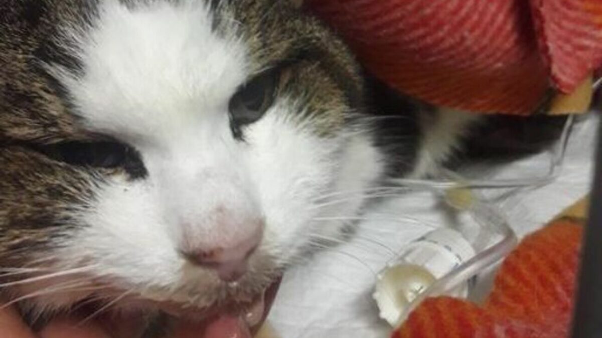 Imola, trovata nell’immondizia, salvata dal gattile “Un aiuto per Polly”